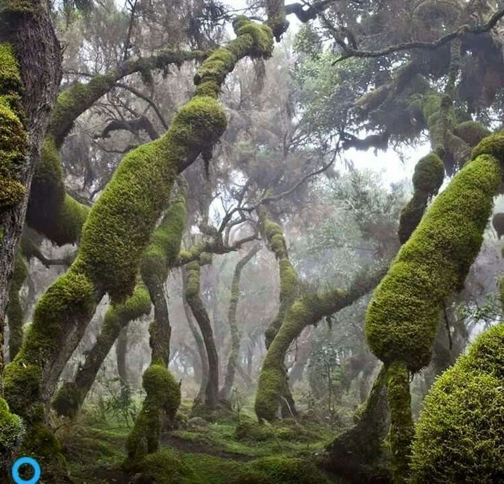 Harena Forest